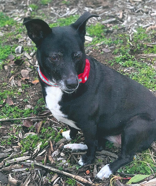 Nala, a Terrier Mix