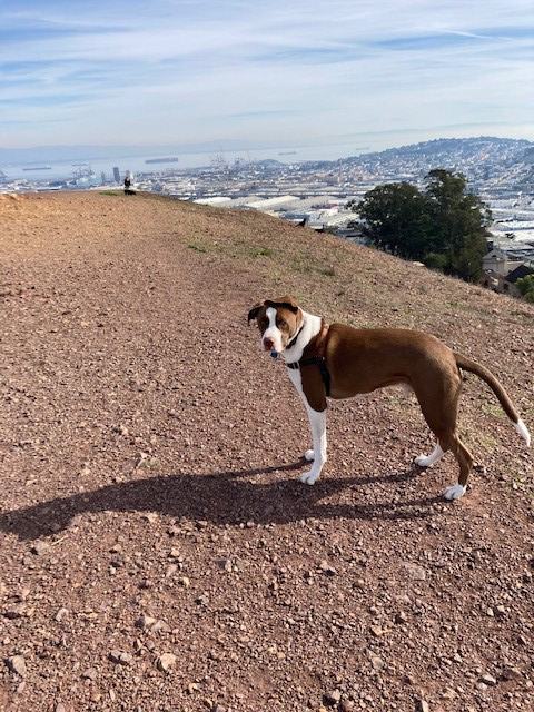 Dog on Bernal Hill