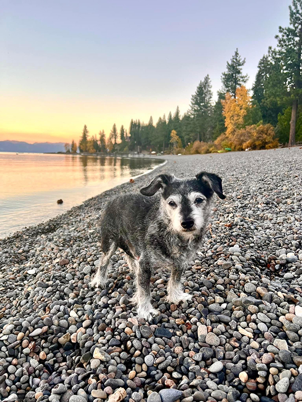 Bear (dog) at the lake